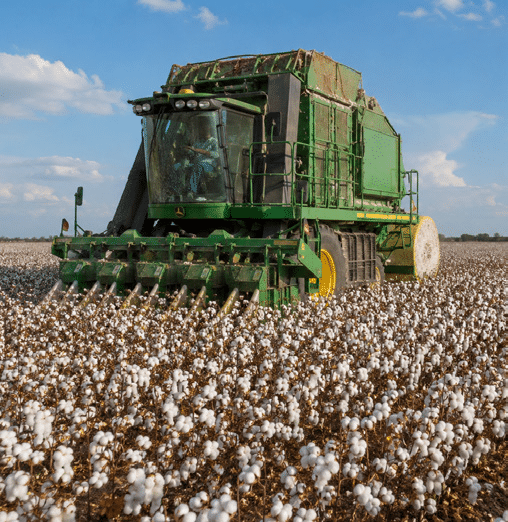 A green cotton harvester machine moves through a field filled with white cotton plants under a partly cloudy sky.
