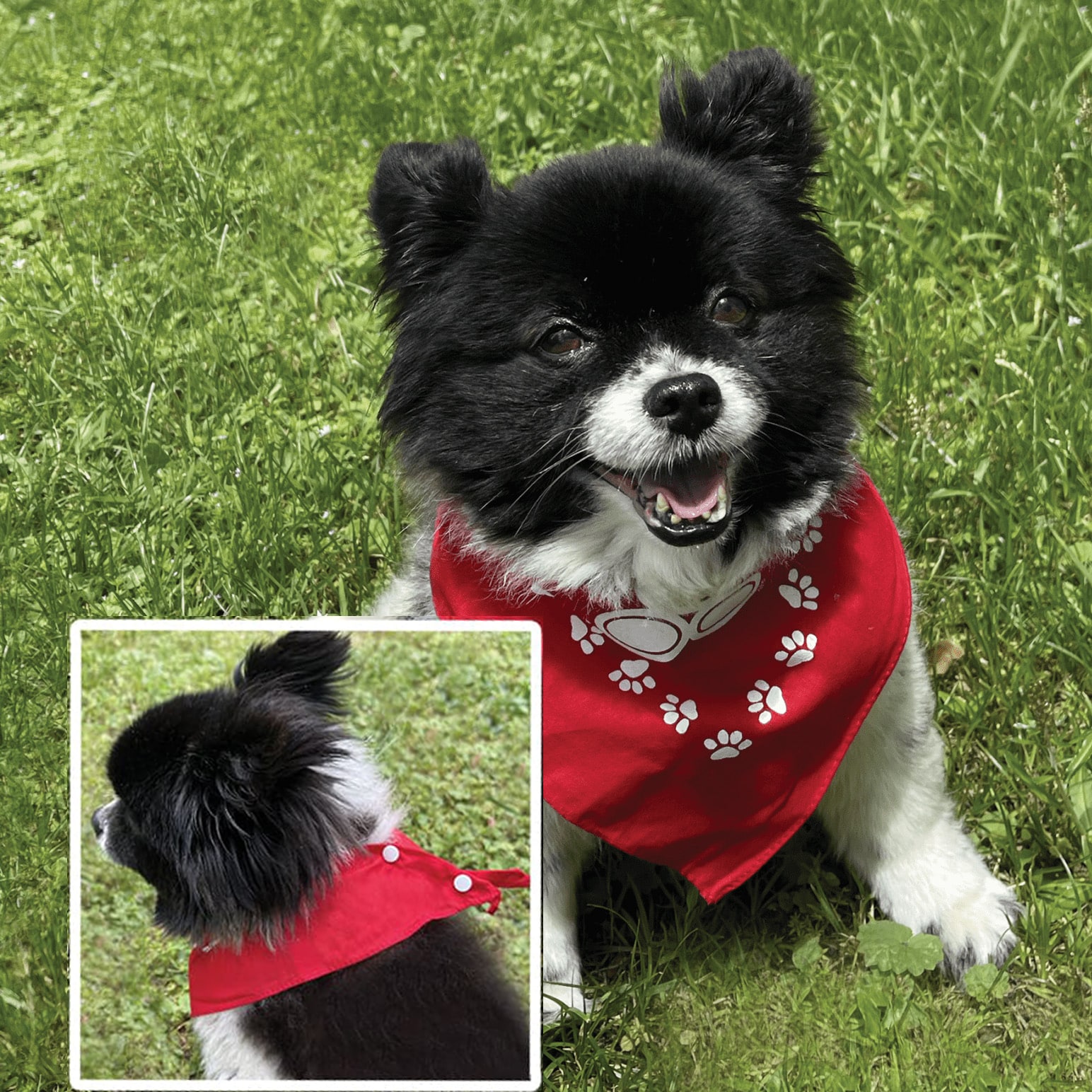 oreo with small pet bandanna combo